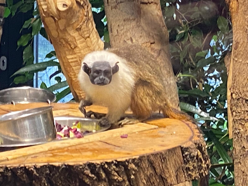 TH-Zweifarbentamarin