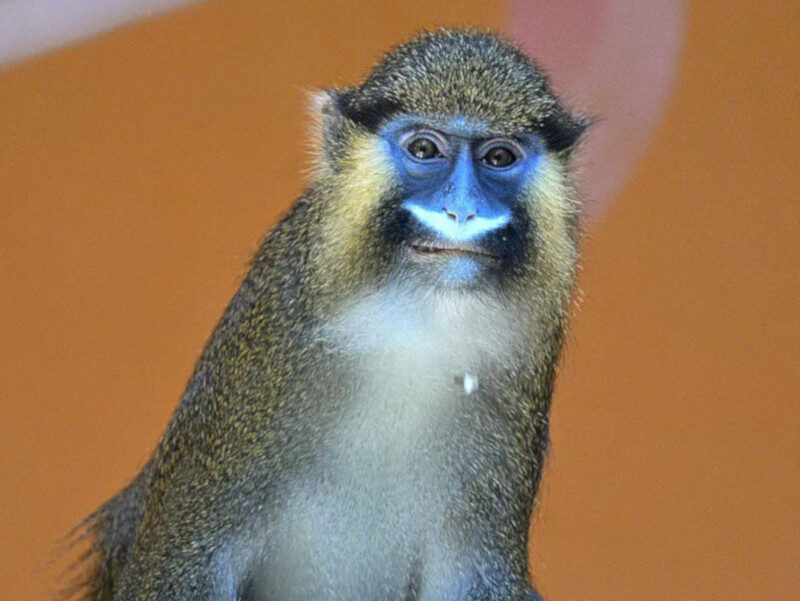 TH-tierpark-hellabrunn-blaumaulmeerkatze-affe