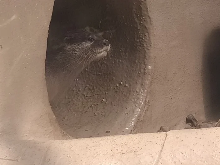 Otter schaut vorsichtig aus ihrer Wohnhöhle